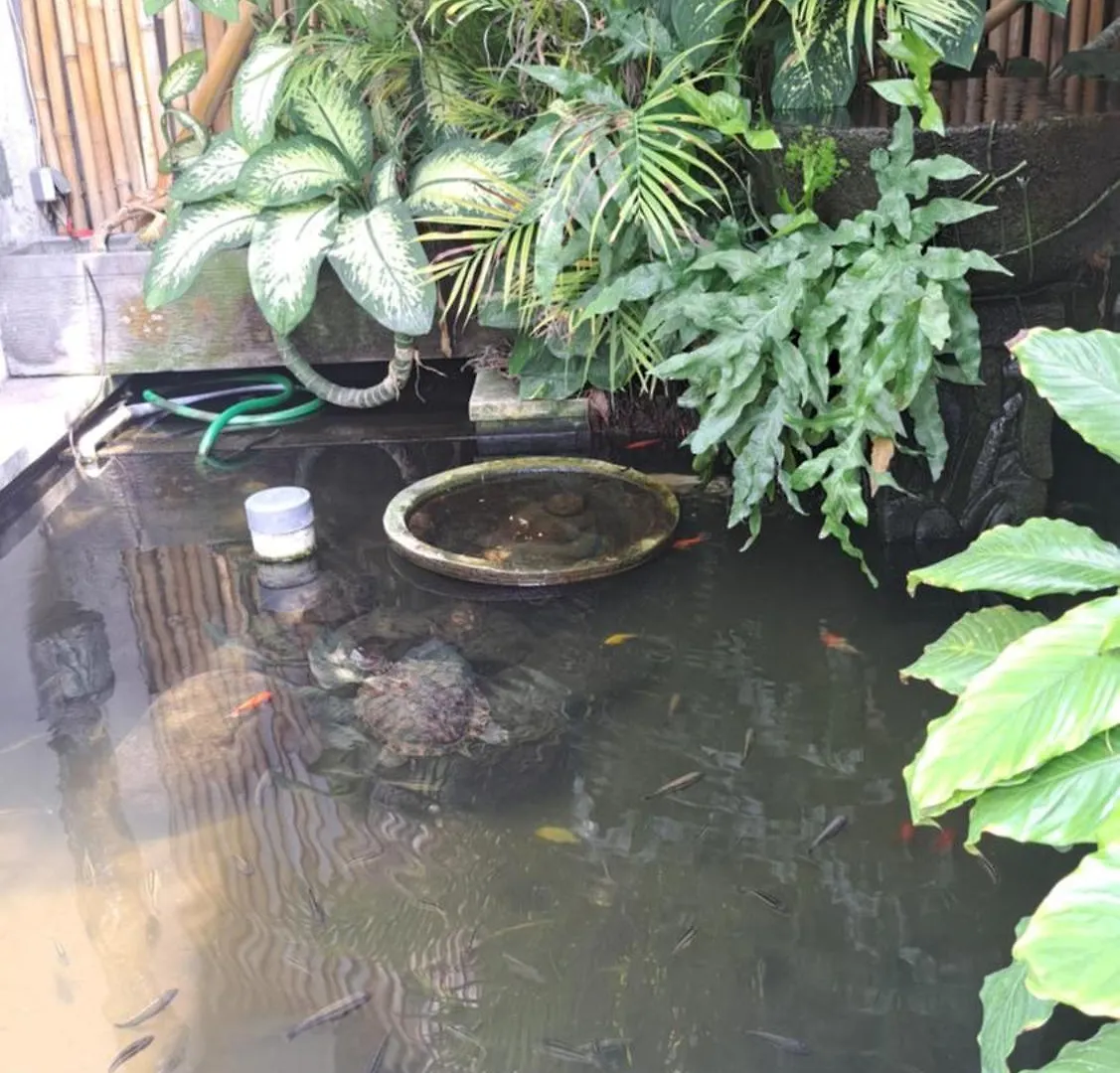 Villa Chill Bali Seminyak   Seminyak (Bali)